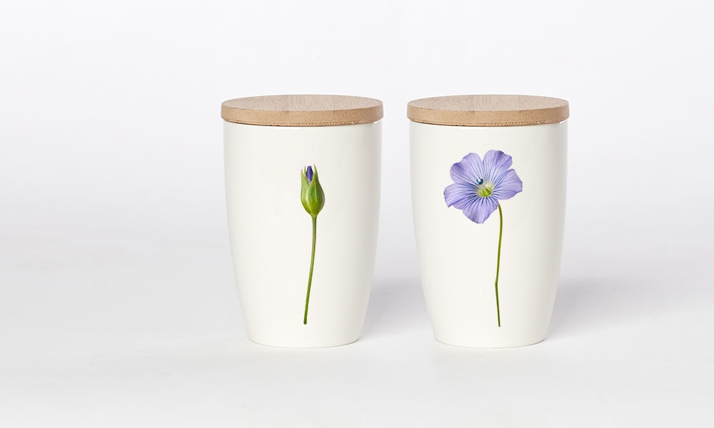 großer Becher Flachsblume, Simply Flowers No.07
