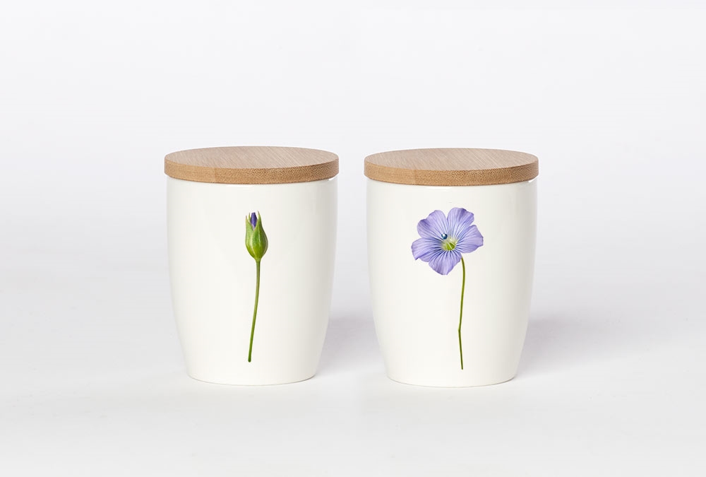 kleiner Becher Flachsblume, Simply Flowers No.07 