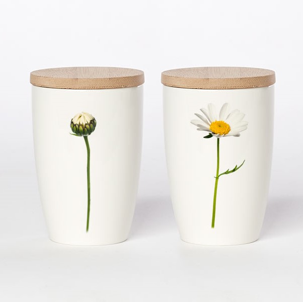 großer Becher Margerite, Simply Flowers No.08 großer Becher Margerite, Simply Flowers No.08